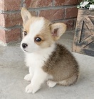 Prod�m �t��ata Pembroke Welsh Corgi.