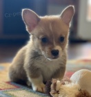Prod�m o�kovan�, zdrav� a od�erven� �t��ata mini Pembroke Welsh Corgi.