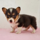 Prod�m o�kovan�, zdrav� a od�erven� �t��ata mini Pembroke Welsh Corgi.