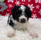 Zdrav� �t��ata Aussiedoodle na prodej.