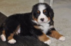 Prod�m zdrav� a o�kovan� �t��ata bernsk�ho sala�nick�ho psa.