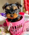 Prodám roztomilá a krásná štěňátka mini yorkie. Prodám roztomilá a krásná štěňátka mini yorkie.