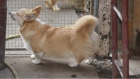 Vel�sk� Corgi Pembroke �t��ata