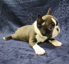 Bostonsk� teri�r �t��ata