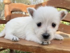 Prod�m �t��ata West Highland White Terriers