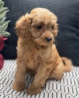 Prod�m zdrav� �t��ata Cavapoo.