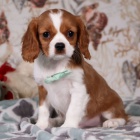 Prod�m �t��ata kaval�r King Charles �pan�l.