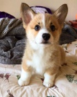 Prod�m o�kovan� mini �t��ata Pembroke Welsh Corgi.