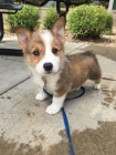 Prod�m o�kovan� �t��ata Pembroke Welsh Corgi.