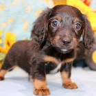 Prod�m zdrav� �t��ata mini jezev��k�