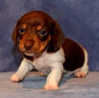 Prod�m zdrav�, o�kovan� a od�erven� �t��ata trpasli��ch mini hladkosrst�ch jezev��k�