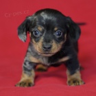 Prod�m zdrav�, o�kovan� a od�erven� �t��ata trpasli��ch mini hladkosrst�ch jezev��k�