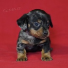 Prod�m zdrav�, o�kovan� a od�erven� �t��ata trpasli��ch mini hladkosrst�ch jezev��k�