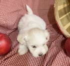 Prod�m �t��ata b�l�ho Havana.