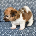 Prod�m �t��ata b�l�ho Havana.