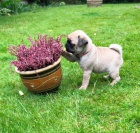 �t��ata mops� na prodej