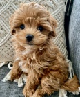 Prodám krásná a rozkošná štěňátka MALTIPOO. Prodám krásná a rozkošná štěňátka MALTIPOO.