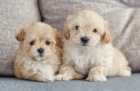 Prodám štěňata MALTIPOO. Prodám štěňata MALTIPOO.