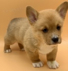 Prod�m kr�sn� a and�lsk� mini o�kovan� a od�erven� �t���tka Pembroke Welsh Corgi.