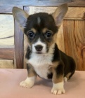 Prod�m mini o�kovan� a od�erven� �t��ata Pembroke Welsh Corgi.