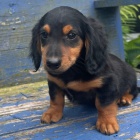 zdrav� dlouhosrst� miniaturn� �t��ata jezev��k� na prodej