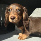 zdrav� dlouhosrst� miniaturn� hn�d� �t��ata jezev��k� na prodej