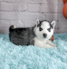 Prod�m mini �t��ata sibi�sk�ho huskyho.