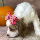 Prod�m �t��ata Cavapoo.