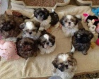 Prod�m hygienicky a soci�ln� vy�kolen� �t��ata SHIH TZU