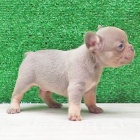 Prod�m mini �t��ata francouzsk�ho buldo�ka.