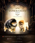 pomeranian MINI �t�n�