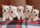Prod�m mini hra�ku �t��ata West Highland White Terriers