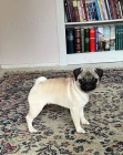 Mops �t��ata