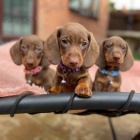 Prod�m zdrav� a kr�sn� mini �t���tka jezev��ka a hladkosrst�ho psa.