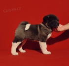 Americk� Akita �t��ata