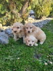 Goldendoodle �t��ata na prodej