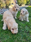 Goldendoodle �t��ata na prodej