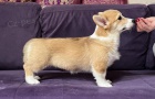 Vel�sk� Corgi Pembroke �t��ata
