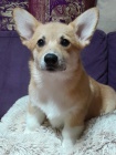 Vel�sk� Corgi Pembroke �t��ata