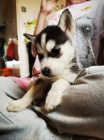Prod�m rozko�n� �t�n� sibi�sk�ho husky s kr�sn�ma modr�ma o�ima.