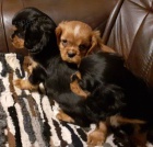 Kaval�r king charles �pan�l