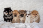 Vysoce kvalitní štěňata pomeranianů Vysoce kvalitní štěňata pomeranianů