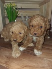 Maltipoo štěňata Maltipoo štěňata