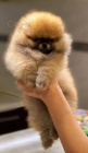 Pomeranian BOO plyšoví medvídci Pomeranian BOO plyšoví medvídci