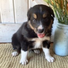 Prod�m o�kovan� �t��ata border kolie