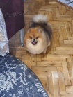 pomeranian fenka na prodej pomeranian fenka na prodej