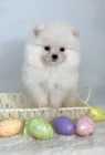 Pomeranian (BOO), čistokrevný, trpaslík (hračka) Pomeranian (BOO), čistokrevný, trpaslík (hračka)