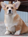 Pembroke Welsh Corgi štěňata Pembroke Welsh Corgi štěňata
