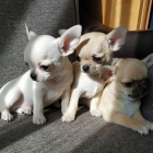 Prod�m KR�SN� O�KOVAN� MINI �t��ata �ivavy