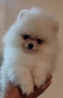 MINI pomeranian štěňata MINI pomeranian štěňata